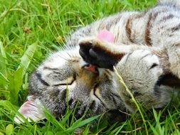 Cat Striped