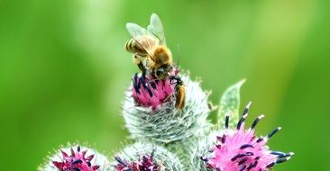 Bees on Thistle