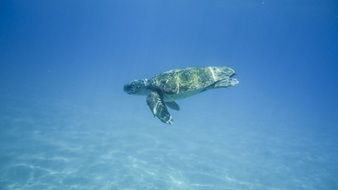 waterfowl turtle on Zakynthos island