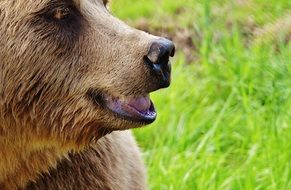 European Brown Bear portrait