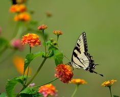 Swallow Tail