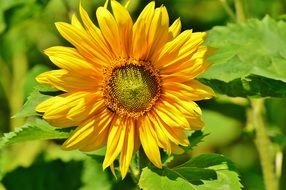 pollination of blossoming sunflower