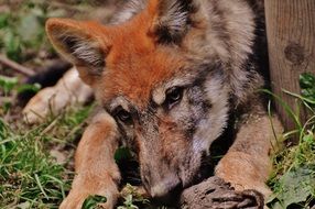 young wolf playing with a stick on the ground in the forest