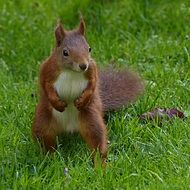 cute young squirrel