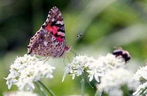 butterfly on the white garden flowers