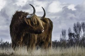 cattle in the pasture on a cloudy day