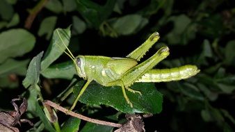 Grasshopper on the leaves