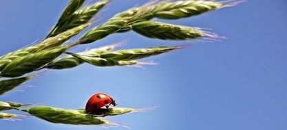 ladybug on a green leaf of a plant against a blue sky