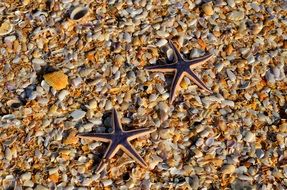 starfish on a stone shore