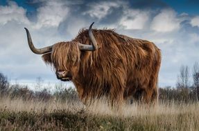 fluffy bull on the meadow