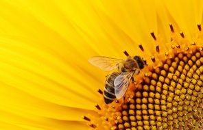 bee pollinates a sunny flower