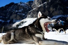 enchanting Dog Tired