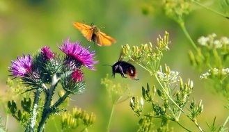 closeup photo of flowers and insects on a meadow