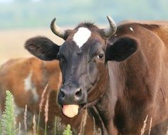 cow with long tongue close up