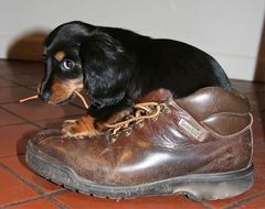 a puppy chewing the laces from the Shoe