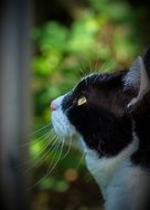 black-white cat head profile