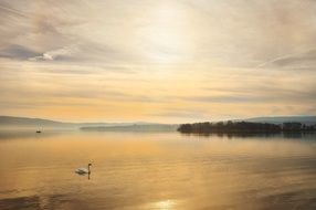 swan on the Lake Constance at sunset
