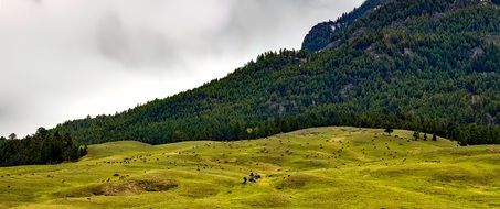 panorama of the valley in Yellowstone National Park