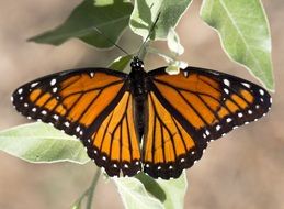Viceroy Butterfly on a plant