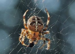 Spider With Prey