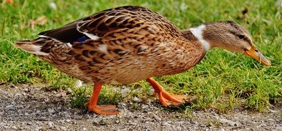 walking wild duck