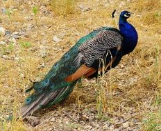 beatuful peacock with blue head