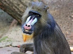 monkey in a zoo