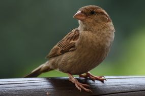 brown sparrow on a blurry background