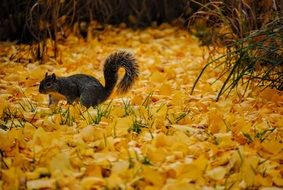 Squirrel and Leaves in the fall