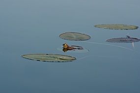 small Frog