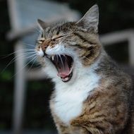 yawning domestic cat