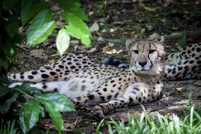 cheetahs lie in the shade of trees