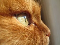 Ginger Cat Eye