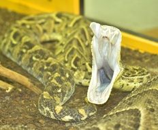 dangerous reptile with open mouth