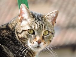 tabby cat with light green eyes close-up on a blurred background