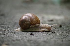 slimy snail