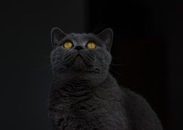 magnificently beautiful British Shorthair Cat