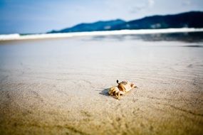 lonely crab in clear water