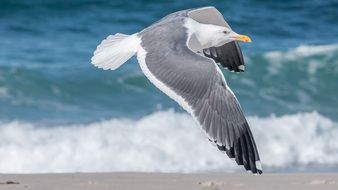 flying over the ocean