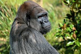 gorilla with silver in the wildlife