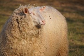 Cute white sheep