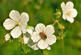Bloody Geranium flower