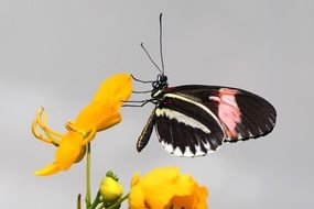 Butterfly on yellow bloom close-up