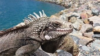 grey Iguana