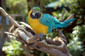 Macaw parrot on tree