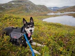 Siberian Husky on the background of nature