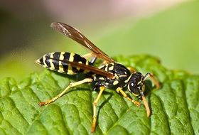 the wasp sits on the leaves close-up on blurred background