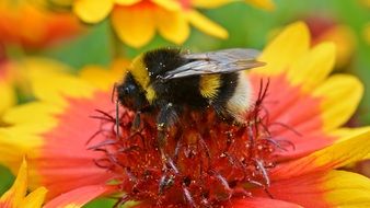 macro photo of a fluffy bee on a bright flower