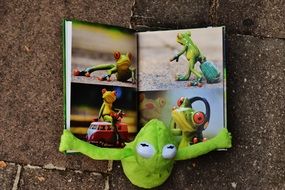 Green frog looking a picture book
