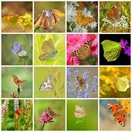 collage with pictures of butterflies